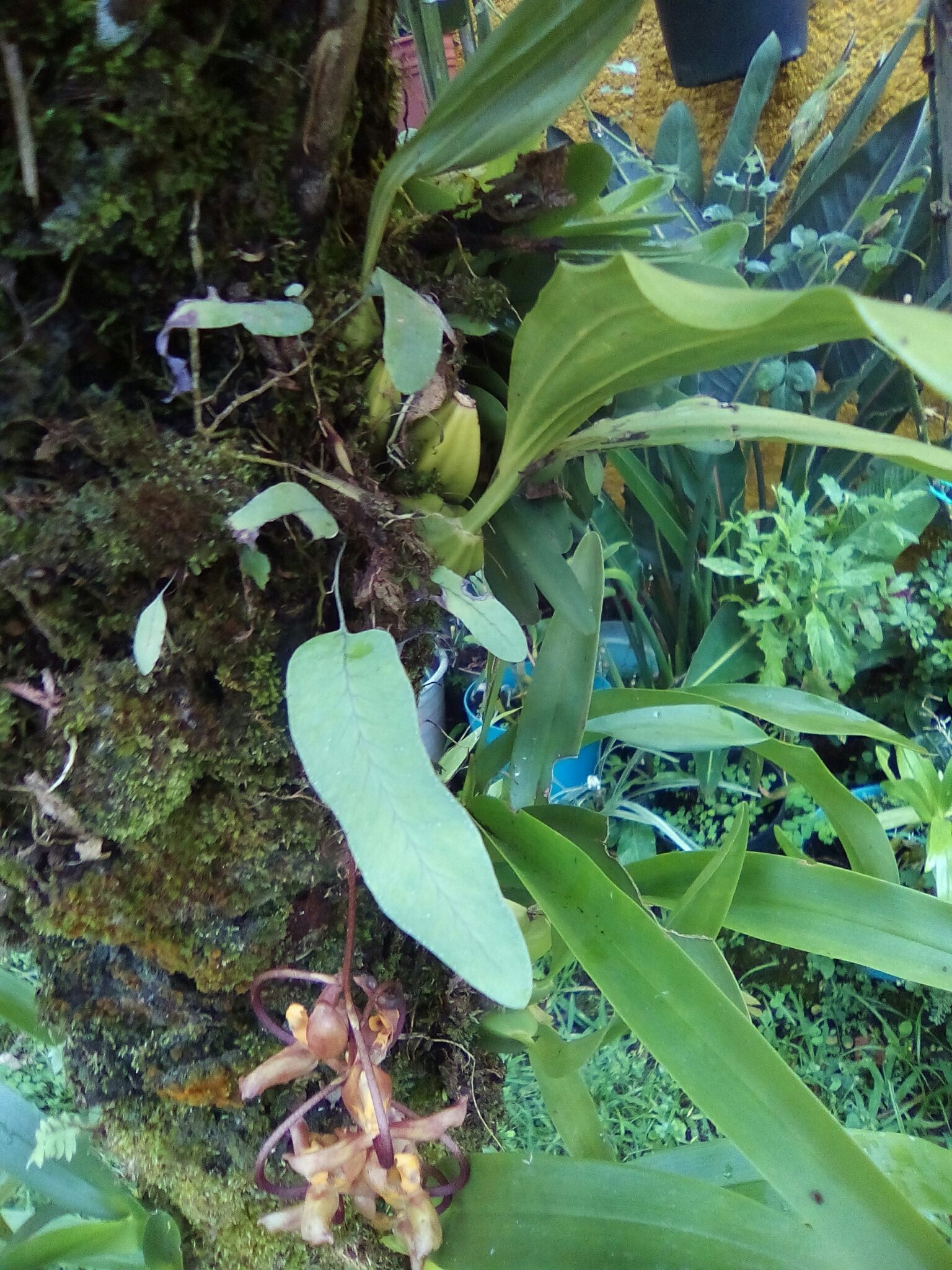 Gongora galeata